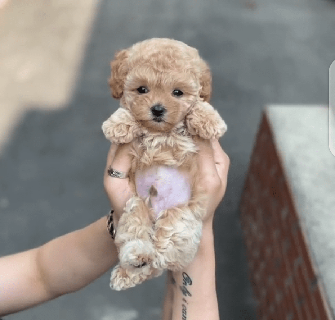 chocolate toy poodle price