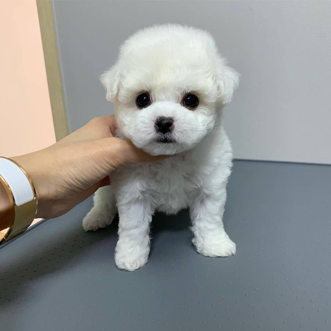 toy cup poodle