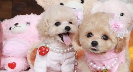 cheap toy poodles for sale