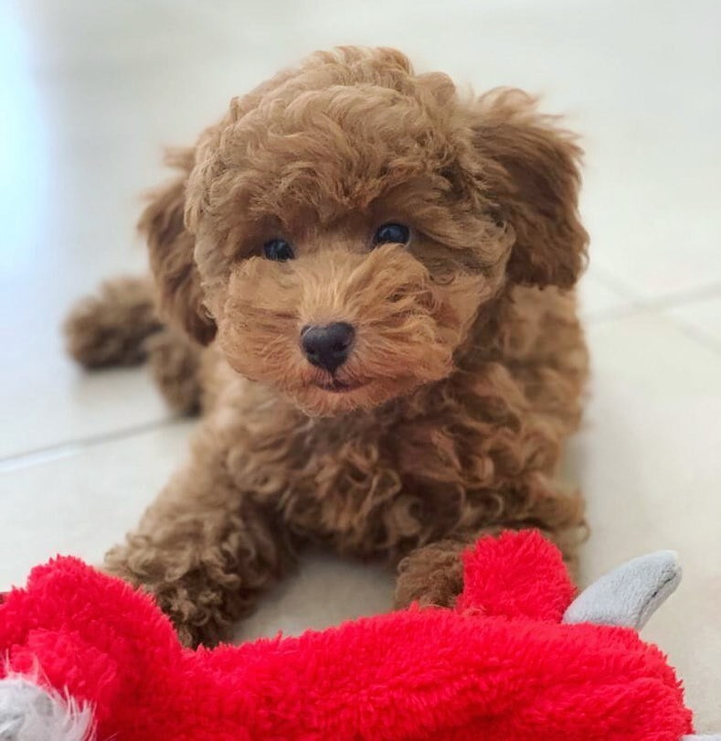 toy poodles for sale near me
